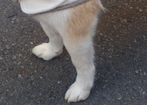 散歩中の柴犬、飼い主がおやつに手間取っていると……　さすがの“悟り顔”に「神すぎるw」「大人の対応」と496万表示