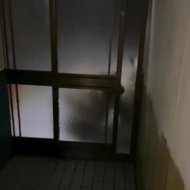 夜、玄関で呼び鈴が鳴り→ドアを開けると……　まさかの訪問者に「ちょっと信じられない」「予想よりデカいヤツだった」と591万再生