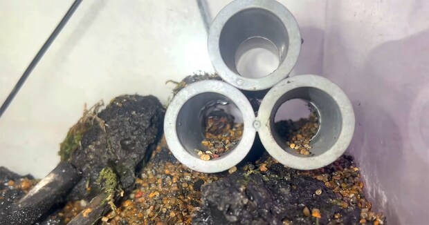 土管から全然出てこない1匹のカニ→心配してのぞくと“まさかの光景”　心がぎゅっとなる“その後”に「初めて見ました」