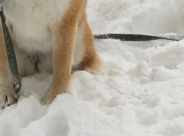 大雪でも「庭に出たい」と騒ぐ柴犬→仕方なく出してみると…… 飼い主困惑の表情に「声出して笑ったw」「ホント柴ってやつは」