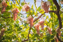 【関西地方在住者に聞いた】果物がおいしい「都道府県」ランキングTOP26！　第1位は「山梨県」【2025年最新調査結果】