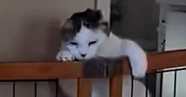 “俊敏な”イメージの猫→実際に飼ってみたら……　“まさかのギャップ”が570万表示　「最高に可愛い」「個猫差がありますねw」