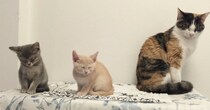 少し距離感がある“子猫2匹と先住猫”→10年後……「あーーーヤバい」　同じ構図のショットが120万再生「泣きそう」