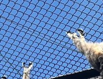 【画像】開脚日光浴