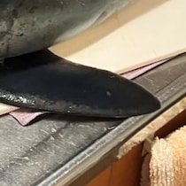 【画像】夫が衝動買いした魚