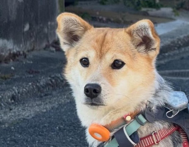 「セーター着てるかと思った」と言われる愛犬→まさかの姿が12万表示「大きい声出しちゃった」「唯一無二で最強」
