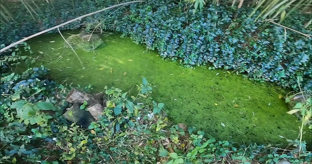 草ボーボーの“ひょうたん池”→水を抜いてみると……　目の前に広がる現実に「自然は厳しい」「好きだったのにな」