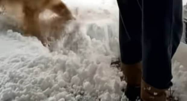 大雪の日、愛犬たちが庭で遊んでいると……　飼い主爆笑な姿に「なんでそんなに？ｗ」「別犬になっちゃうよ」