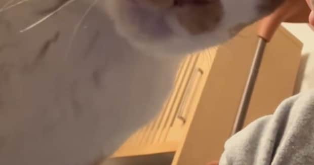 急に頭突きをしてきた愛猫→スマホのインカメで確認したら……　“飼い主歓喜の光景”が270万表示　「こんな事されたら……」「心が溶けました」