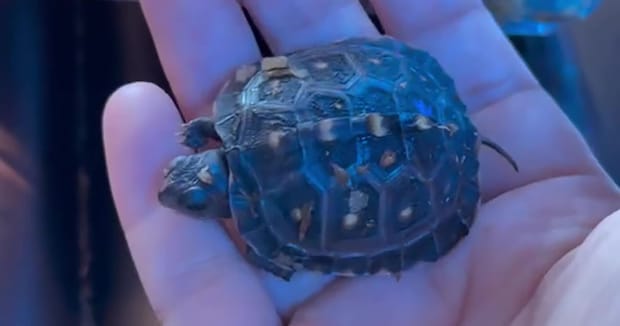 “カメ界のレジェンド”からお迎えしたカメ→ビビりながら育てて2カ月後……　「こんなに可愛い生き物だったんだね」