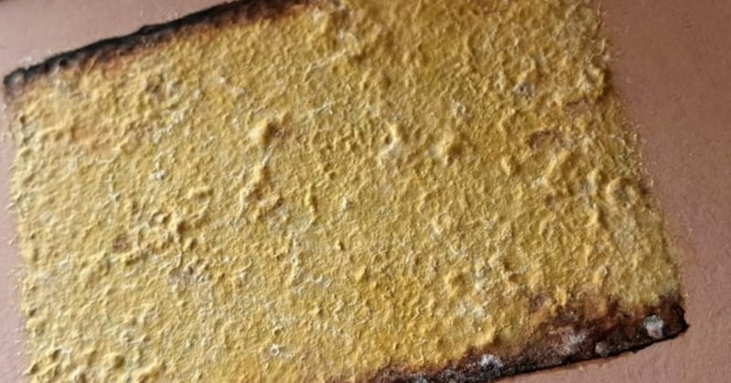 おいしそうなカステラ、引きで見ると……　「わぁああ」→まさかの正体に「天才すぎます」「これは美味しいやつ」