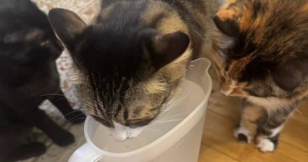 猫を飼うのに反対していた夫、いつの間にかどっぷり→どのくらいハマったかというと……　まさかの光景に「ギャハハ」「それでよいのだ」