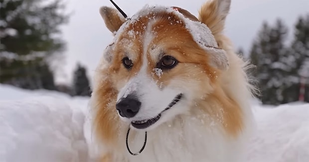 ドカ雪の散歩中、ワンコが見つけた“お宝”→正体に「カッコ良すぎだ」「根性ありますね」「包丁かと思った」