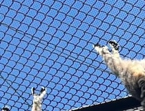 4匹並んだワオキツネザル、ひなたぼっこ中に……　思わず二度見する姿が225万表示「笑っちゃいました」「堂々として最高です」