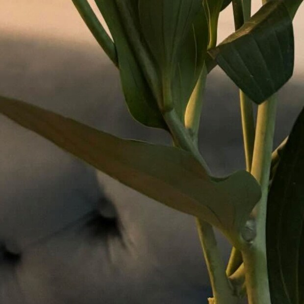 夫に「お花買ってきて」と頼んだら……　妻「どう考えてこれを選んだの」まさかの購入品に「え？」「今じゃないのよ」