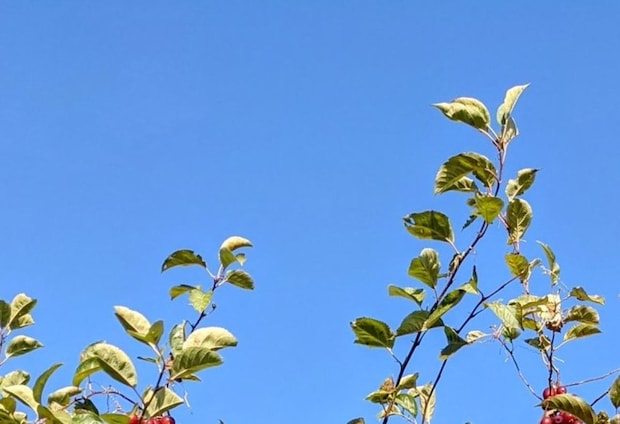リンゴ農家が教える“お客さんが間違いなく驚く”光景とは……　目を疑う姿に「概念が崩壊しますね」「イイもの見れた」