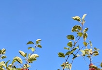 【画像】びっしりと実をつけたりんご