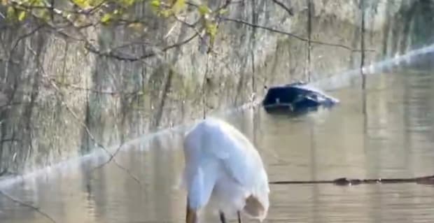 ダイサギが捕まえて必死に丸飲みするのはまさかの……　驚きの生き物との衝撃の光景が850万表示「命がけの食事」「これはすごい」