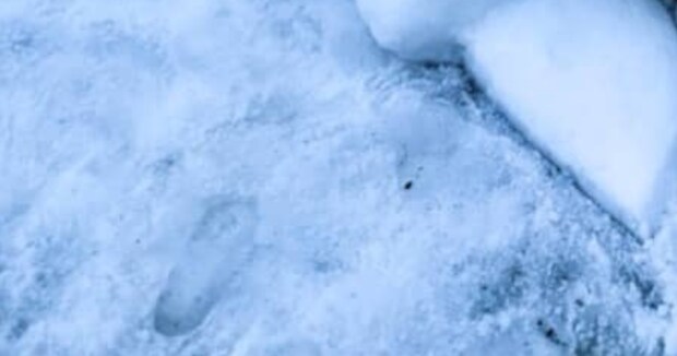 集めた雪で大好きなポケモンを作ると……　「えっ！」　衝撃の作品に「AIだよね!?」「ポケパークかと思った」