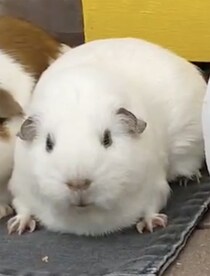 仲良くエサを食べるモルモットたちをよく見ると……　動物園の飼育員が作った“かわいすぎる雪像”が200万表示　「天才かも」「一瞬本物かと」