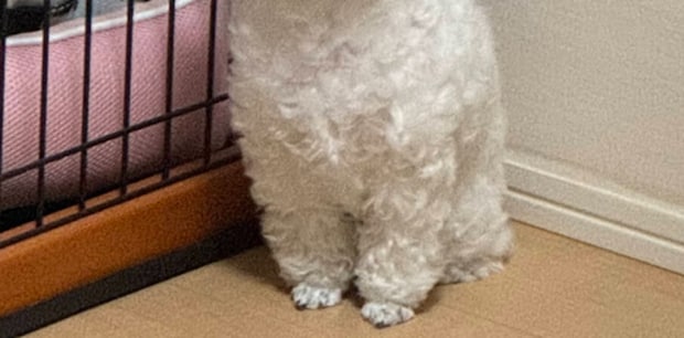 マルプーの女の子がお留守番→帰宅したら……「ちいかわすぎるww」“たたずむ姿と表情”に反響「どうしたのーーー」