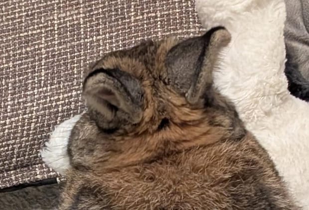 飼い主「チンチラいるわね」→1羽しかいないはずのウサギにカメラを向けると…… 驚きの光景に「え!」「確かにいるわ」