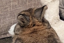 飼い主「チンチラいるわね」→1羽しかいないはずのウサギにカメラを向けると……　驚きの光景に「え！」「確かにいるわ」