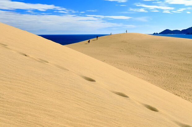 「間違いないビジュアルとおいしさ」　鳥取の“うさぎの銘菓”が大好評　「美味しすぎるのでみんなにオススメしたい」「どこから食べよう…おしりをカプリ」