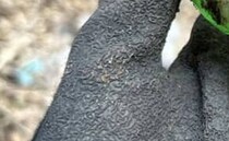 【画像】驚きの姿