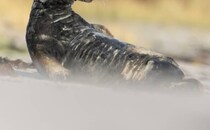 えっ、かわいすぎでは……？　ビーチに現れたアザラシの“まさかの姿”が「なんて幸せそうなんだ」「こっちまで笑顔になる」と大反響