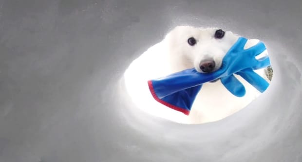 雪の中、手袋をくわえてきた愛犬→手を伸ばすと……　予想外の光景に「賢すぎるぅ〜と思ったら」「美容院で見ちゃって吹いた」