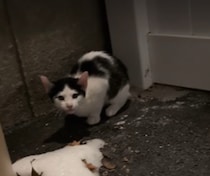 「助けてくれてありがとう」「なんてかわいらしい」　氷点下15度で凍える生後まもない“子猫”、感動の救出劇が“3万いいね”【海外】