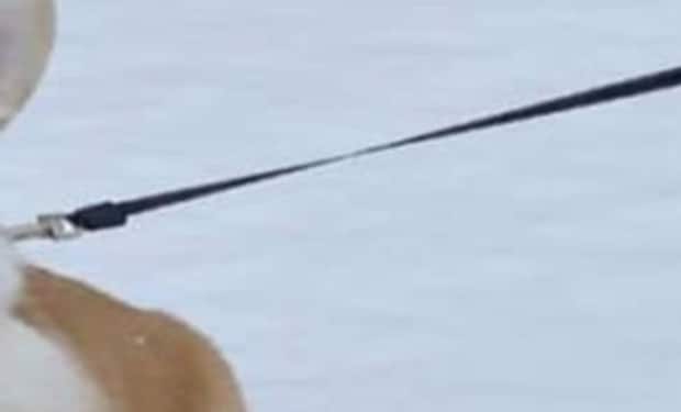 散歩中、見た人全員に「ふふwww」と笑われたワンコ→“まさかの姿”が181万表示「あらま～！！」「生えてる」