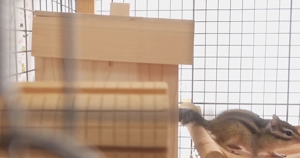 シマリスの巣箱を放置して3カ月後……「めっちゃ浮いてるww」　ふたを開けると“想像以上の中身”「いっぱい溜め込んだね」