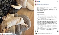 浜崎あゆみ、声帯切られた保護犬2匹に「どんな子でも最期まで幸せにします」　問い合わせの保護団体「女神様のようなご連絡」