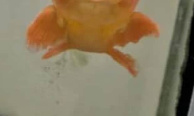 顔がうるさいタイプの金魚、現る　期待を超える表情に「何か言ってる」「実家で飼ってた金魚にそっくり」と世界が注目