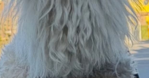 シャンプーしたての愛犬→服を着せたら……「何か変ですか?」 まさかの光景に飼い主爆笑「一瞬人間かと」「どこに売ってるの」