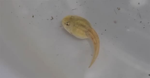 「どんなカエルになるんだろう」用水路で見つけた“白いオタマジャクシ”を大切に育てたら……　最期の姿に「泣きました」「幸せでしたね」