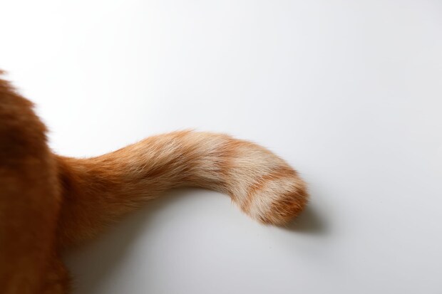 【2月22日は猫の日】宿の看板猫1位は栃木の“みみたん”！　「この世の天国」と悶絶、もふもふの尻尾でお出迎え