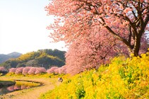 春らしさを感じる「花絶景」ランキングTOP10！　第1位は「みなみの桜と菜の花まつり（静岡県南伊豆町）」【2026年最新調査結果】