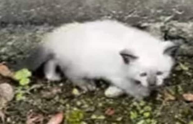 道路でしょんぼりしていた子猫→現在の“激変姿”が60万表示 「涙出ました」「出会えて良かった!!」