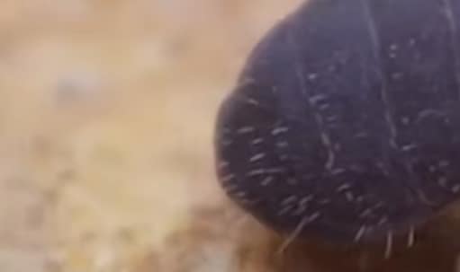 「なんやこいつ」キノコの上を歩く“見たことない虫”の姿に「見た目がグミ」「これはもう地球が生んだゆるキャラでしょ」