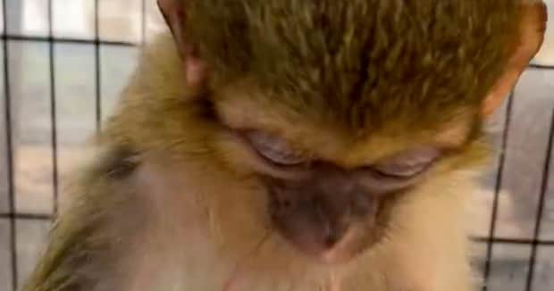 飼育員の“手の傷”に気付いたおばあちゃん猿→まさかの行動に「涙でる」「あったけぇ……」