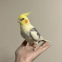 「ビビり倒した」手のひらに乗ったオカメインコをよく見ると……　“ヤバすぎる現実”が38万表示「凄まじい才能」「神業」