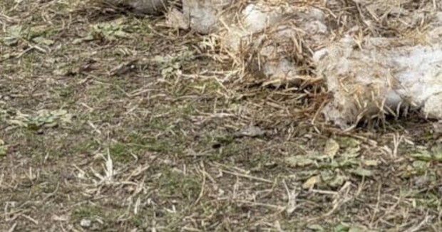 雪の翌日、“雪だるま”かと思ったら……　長崎で目撃された“とんでもない光景”に「ここまでの悪あがきしたことないw」