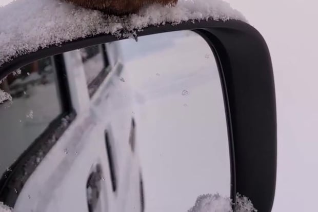 車のサイドミラーに“何か”が止まり→窓を開けたら…… 「突進して来ないかヒヤヒヤした」まさかの光景に「こんな事あるんですね」