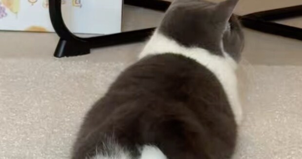 ←冬の猫　夏の猫→　同じ構図＆ポーズで比べてみたら……「全然違う」　“まさかの違い”に「お着換えが上手」