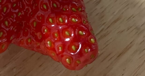 「怖い!!」衝撃的な“イチゴの姿”に戸惑いの声続出 「なんじゃこりゃ!??」「はじめて見ました」と34万表示