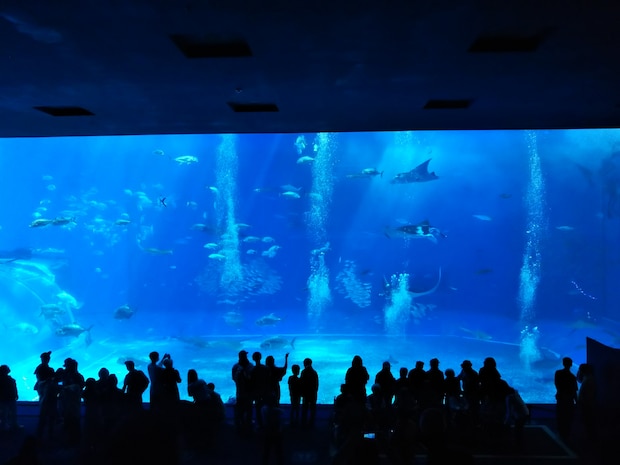 【都民に聞いた】「行ってみたい日本の水族館」ランキング！　2位は「鴨川シーワールド」、1位は？