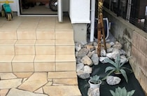 玄関そばに植えた「庭のコレ 6年でこうなった」→AI級の衝撃の光景に「ひょえー！！！」「ちょっとこれは」「吹きましたｗ」